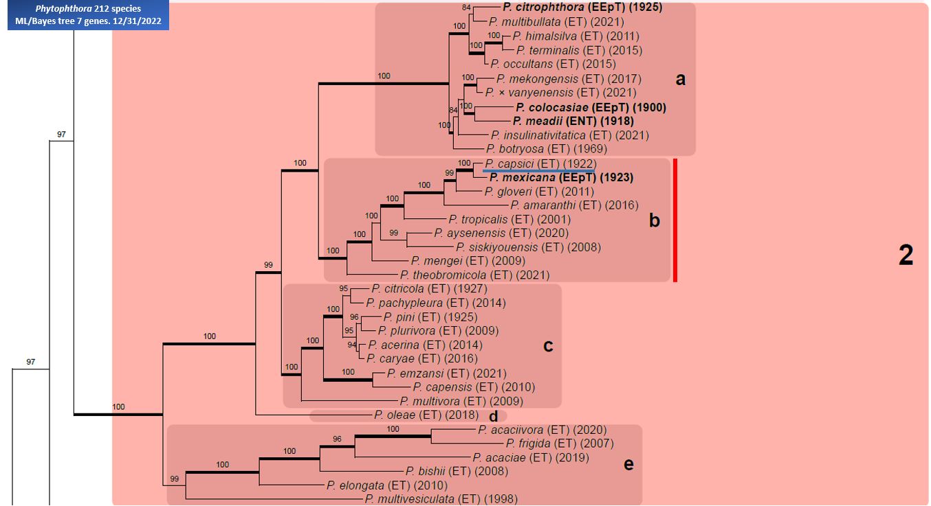    Phytophthora  spp. in subclade 2b:  portion of the seven-loci ML phylogeny featuring the type cultures of 212 described species (by T. Bourret). Notice the position of   P. capsici  Ex-type CBS 128.23 = Samp;T BL 33G . Gloria Abad, USDA Samp;T.
